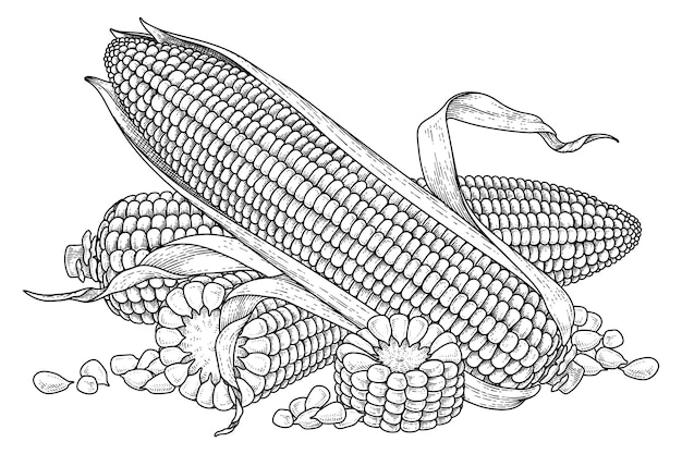 Set of ripe corn hand drawn illustration