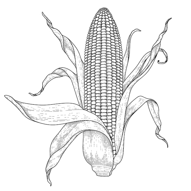 Set of ripe corn hand drawn illustration