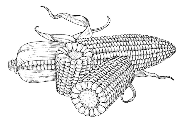 Set of ripe corn hand drawn illustration