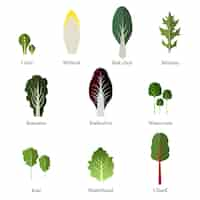 Free vector set of salad bowl leafy vegetables green vector