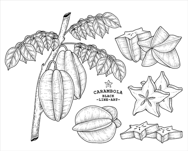 Set of star fruit or Carambola fruit hand drawn elements botanical illustration