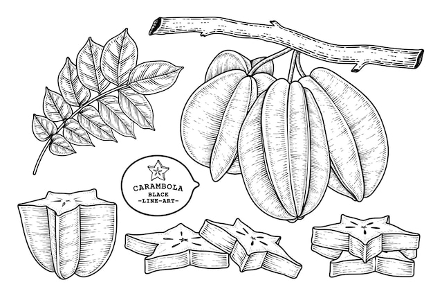 Set of star fruit or Carambola fruit hand drawn elements botanical illustration