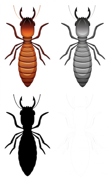 Set of termite character