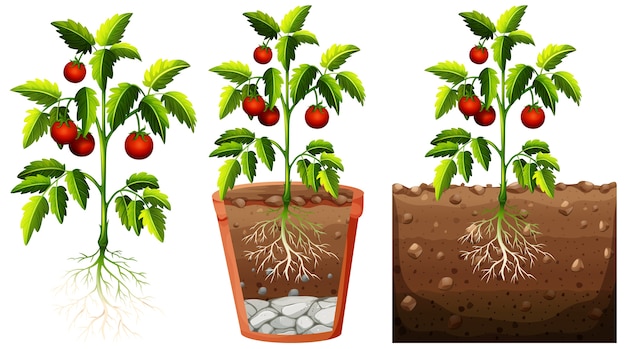 Free Vector set of tomatoes plant with roots isolated on white background