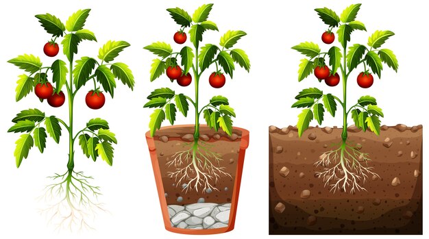 Set of tomatoes plant with roots isolated on white background