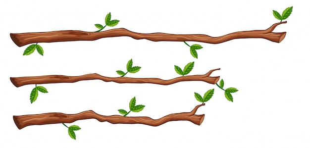 A set of tree branch