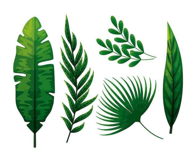 set of tropical leaves 