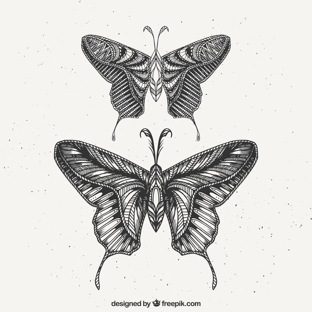 Set of two hand drawn butterflies