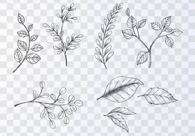 Set of various hand draw sketch leaves on transparent background