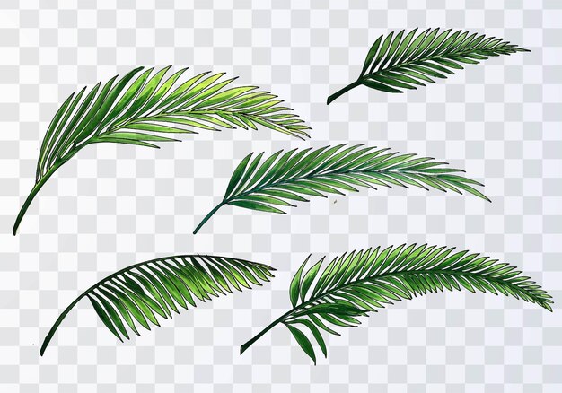 Set of various watercolor palm leaves on transparent background