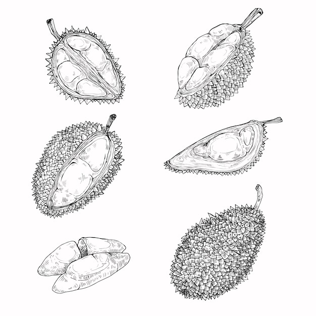 Set of vector illustrations, icons of a durian fruit