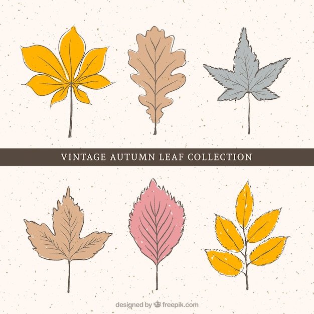 Free Vector set of vintage leaves