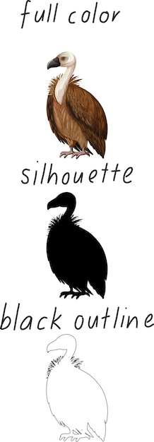 Free Vector set of vulture in color, silhouette and black outline on white background