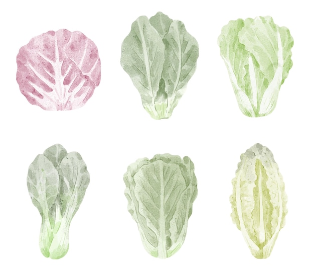 Set of watercolor cabbages