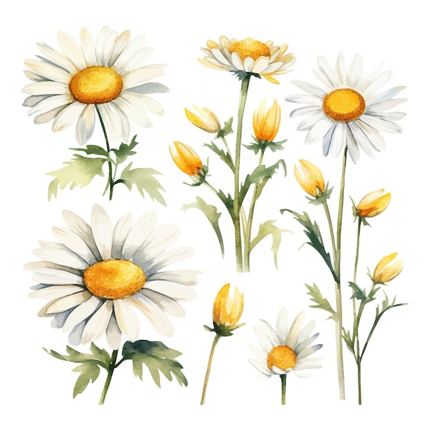 Free Vector set of watercolor daisy flowers clipart