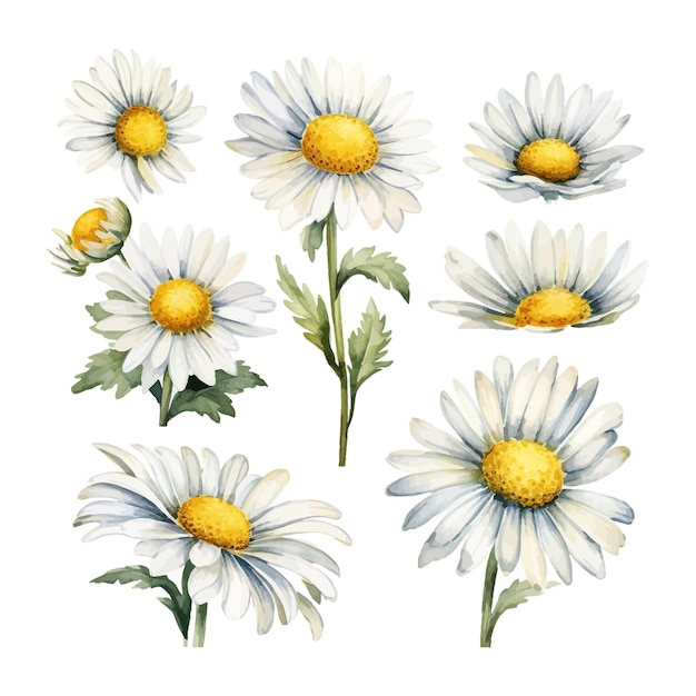 Free Vector set of watercolor daisy flowers clipart