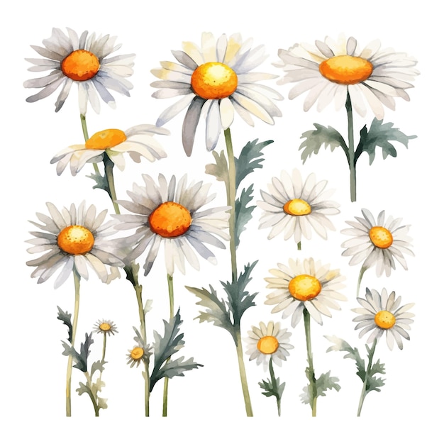 Free Vector set of watercolor daisy flowers clipart