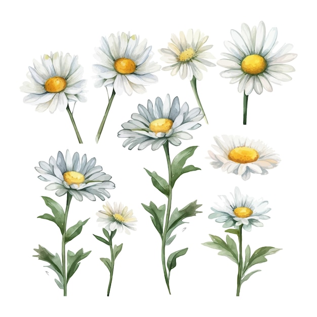 Free Vector set of watercolor daisy flowers clipart