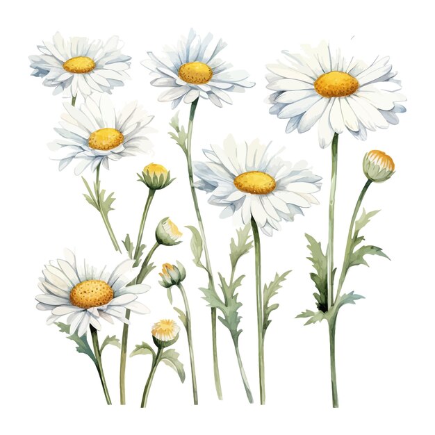 Set of watercolor daisy flowers clipart