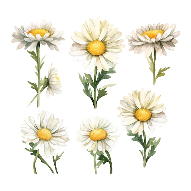 Free Vector set of watercolor daisy flowers clipart