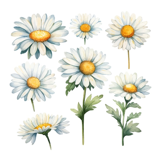 Free Vector set of watercolor daisy flowers clipart