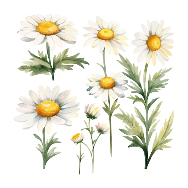 Free Vector set of watercolor daisy flowers clipart