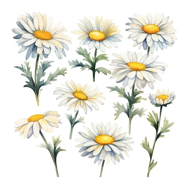 Free Vector set of watercolor daisy flowers clipart