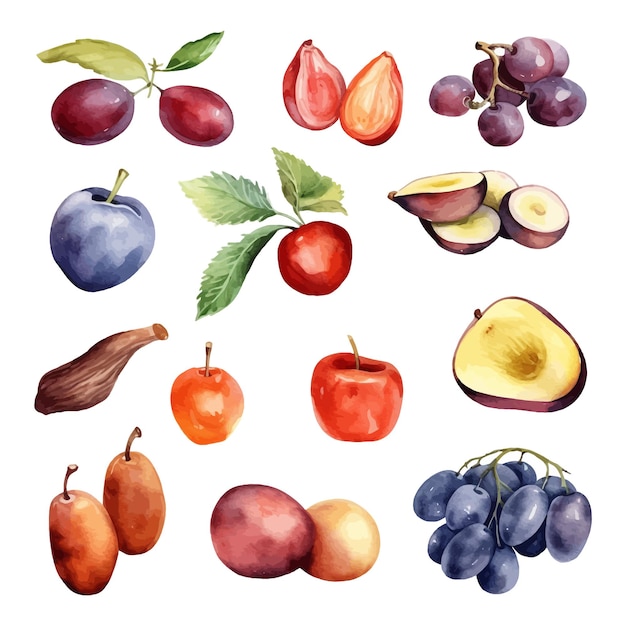 Free Vector set of watercolor date fruit clipart white background