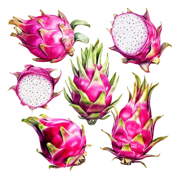 Set of watercolor dragon fruits clipart white background