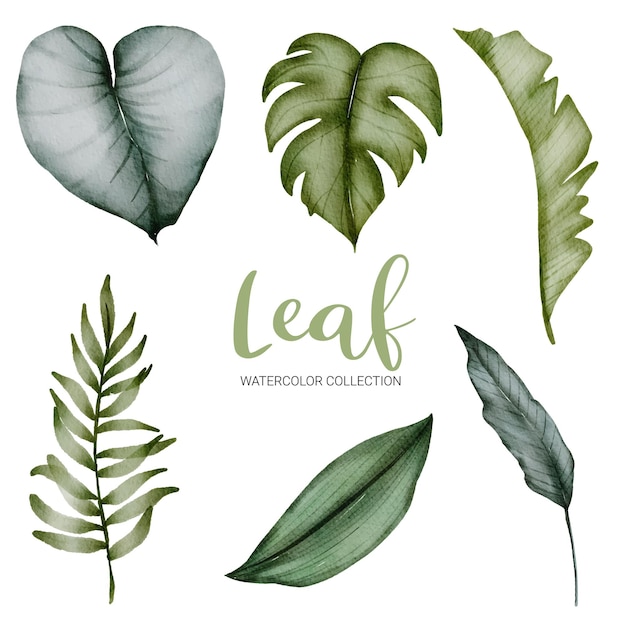 Free vector set of watercolor green  leaves on white