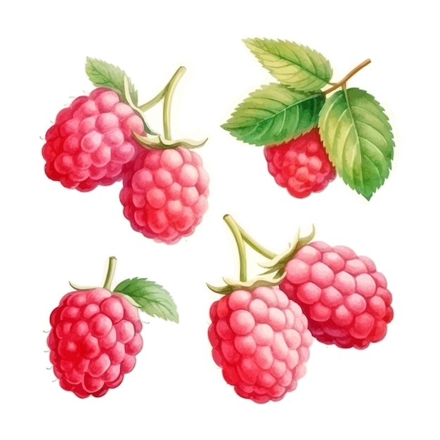 Free Vector set of watercolor isolated raspberries with leaves clipart white background