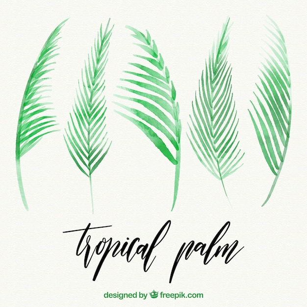 Set of watercolor palm leaves