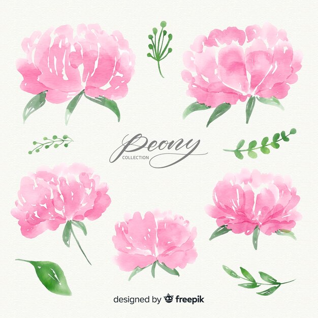 Set of watercolor peony flowers