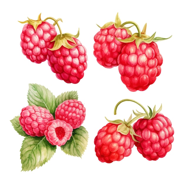 Set of watercolor Raspberry clipart white background