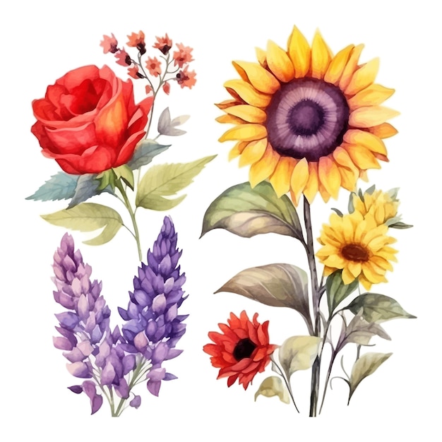 Free Vector set of watercolor sunflower lavender red anemones colorful flowers