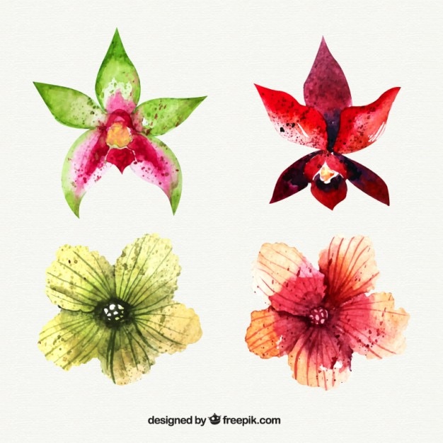 Free Vector set of watercolor tropical flowers