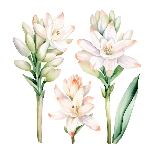 Set of watercolor tuberose flowers clipart