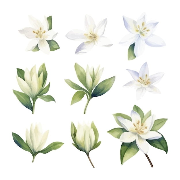 Set of Watercolor vanilla flower white background