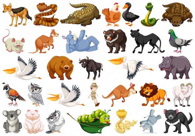 Set of wild animals