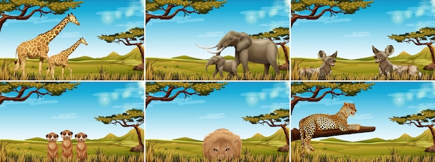 Free Vector set of wildlife in savanna