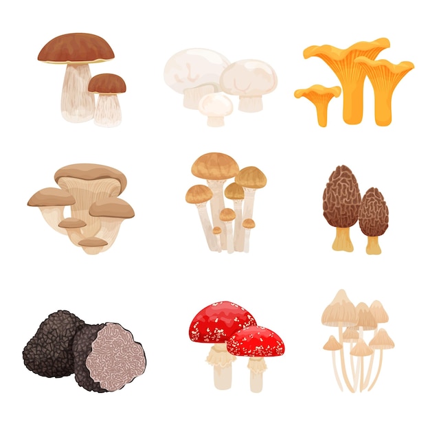 Free vector set with flat isolated images with various kinds of mushrooms combined in groups on blank background vector illustration