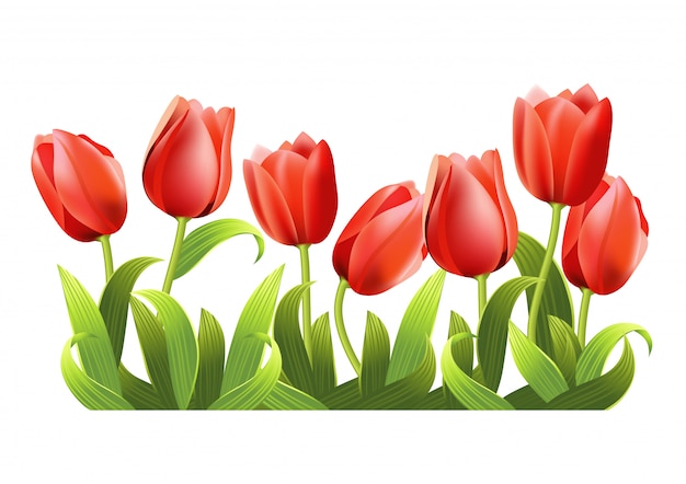 Several realistic growing red tulips. 