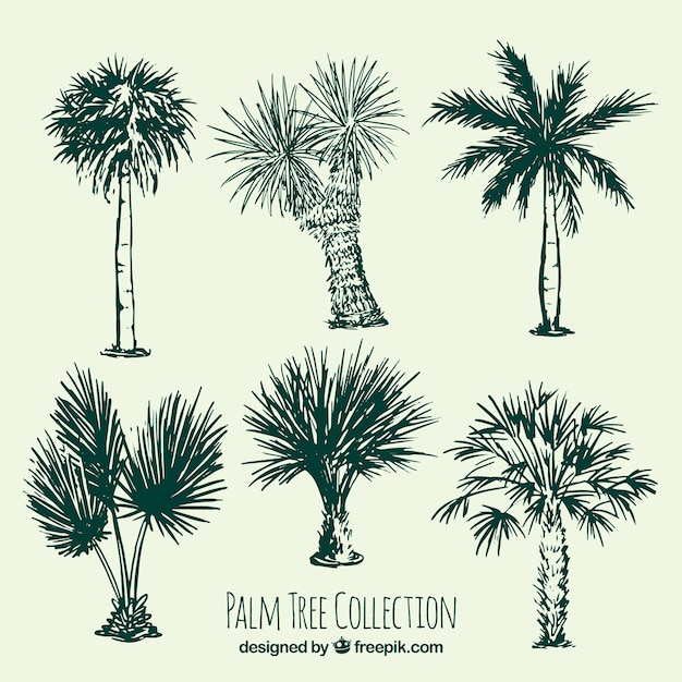 Free Vector several sketches of palm trees