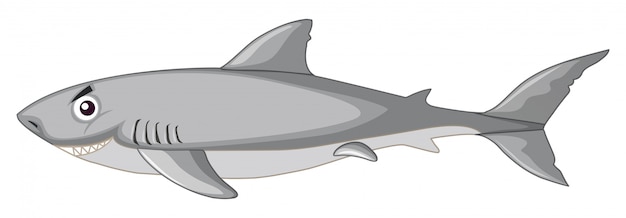 Free Vector a shark isolated