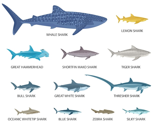 Free Vector sharks sizes flat set of isolated icons with views of small and big fishes with text vector illustration