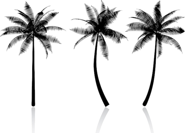 Free Vector silhouettes of palm trees