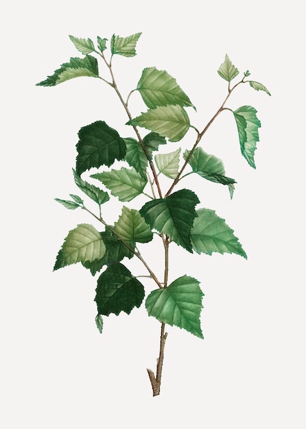 Free vector silver birch plant