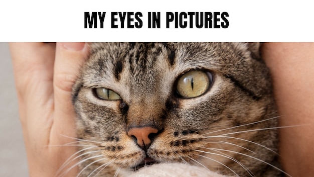 Simple funny cat long meme