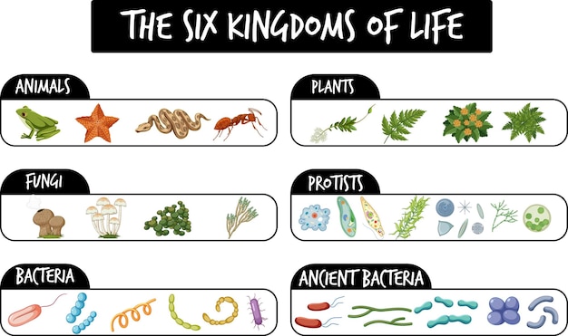 Free Vector the six kingdoms of life