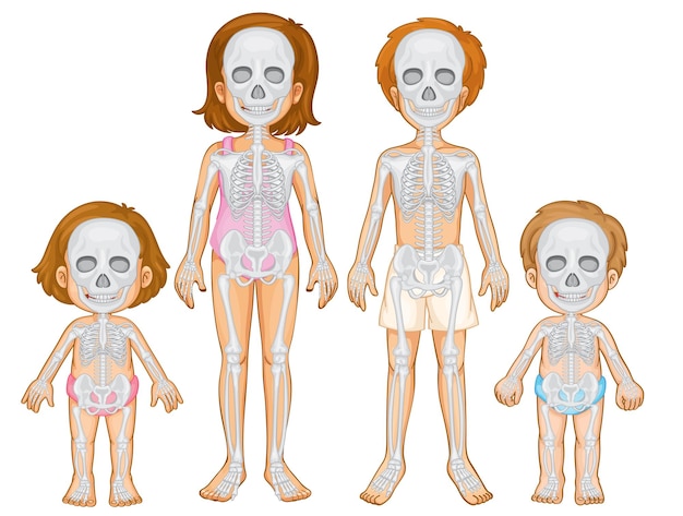 Free Vector skeletal system of human